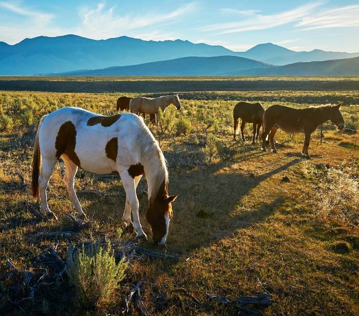 Wild horses in a field